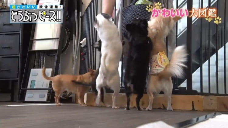 わちゃわちゃ！ 14匹で暮らすチワワ大家族のハチャメチャ温泉旅行に