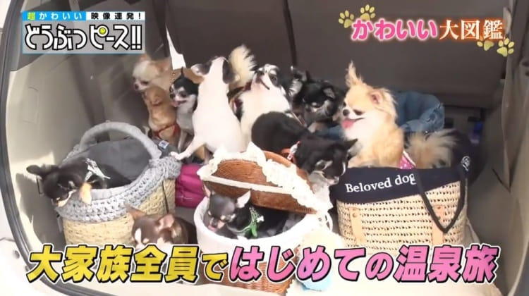 8匹わんこの大家族様 ご家族さま募集中です】2025.8.22生まれ チワワの5きょう