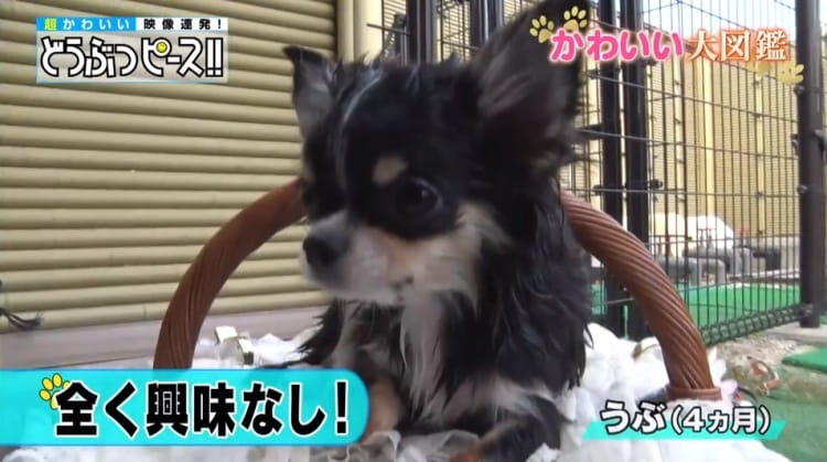 わちゃわちゃ！ 14匹で暮らすチワワ大家族のハチャメチャ温泉旅行に