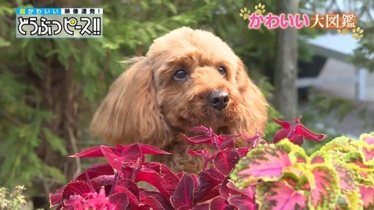 商売繁盛 健康 合格のご利益あり 福を呼ぶ沖縄のお寺の 合掌犬 コナン テレ東プラス