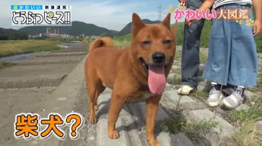 赤毛の柴犬！？ 全国150匹しかいない珍しい日本犬「美濃柴犬 