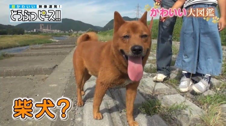 赤毛の柴犬 全国150匹しかいない珍しい日本犬 美濃柴犬 赤ちゃんの時の色は どうぶつピース テレ東プラス