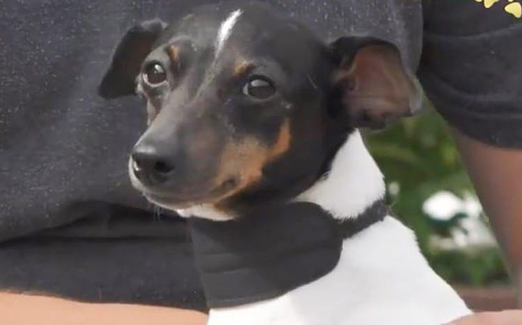 dp_inu_20190905_thum.JPG?auto=