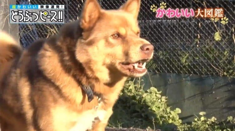 番犬なのに守るのがへたっぴ 気が優しすぎるワンちゃん どうぶつピース テレ東プラス