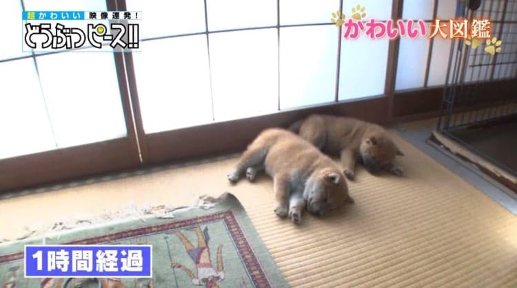 激カワ寝ぼけ顔 柴犬の赤ちゃんを指差し棒でツンツンしてみた どうぶつピース テレ東プラス