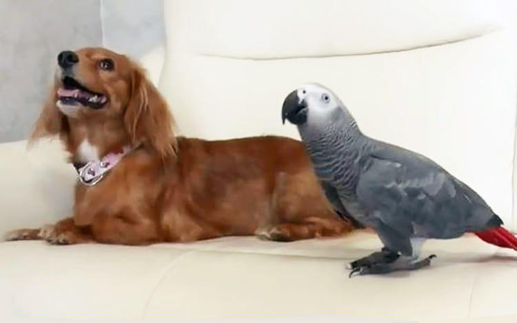 dp_inu_20190918_thum_3.jpg? dp_inu_20190918_thum_3.jpg?