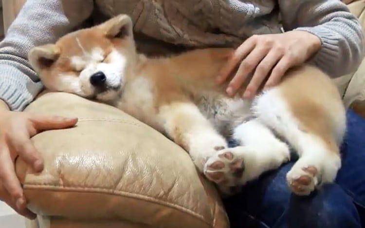 まさはる君も7歳に！ 松本君が教える「シニア犬と暮らすための3つの