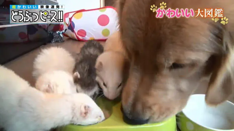 オゾン 拡声器 月曜日 フェレット 犬 Decoc Jp