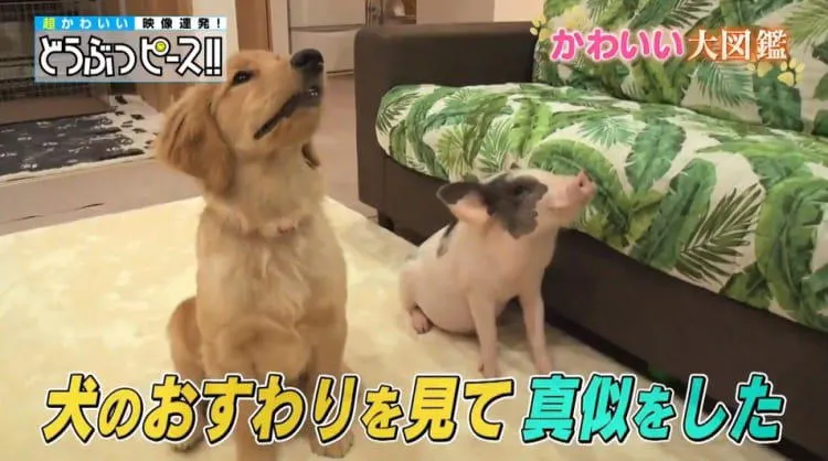くっつき合ってお腹をぺろぺろ ゴールデン レトリーバーとフェレットの仲良しさん どうぶつピース テレ東プラス
