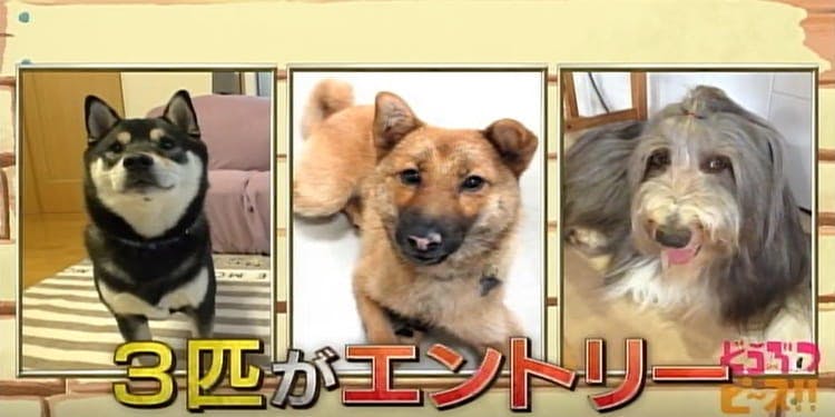 留守中に泥棒が侵入してきたら うちの子 番犬になれる どうぶつピース テレ東プラス