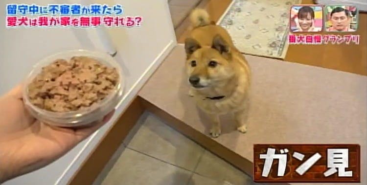 留守中に泥棒が侵入してきたら うちの子 番犬になれる どうぶつピース テレ東プラス