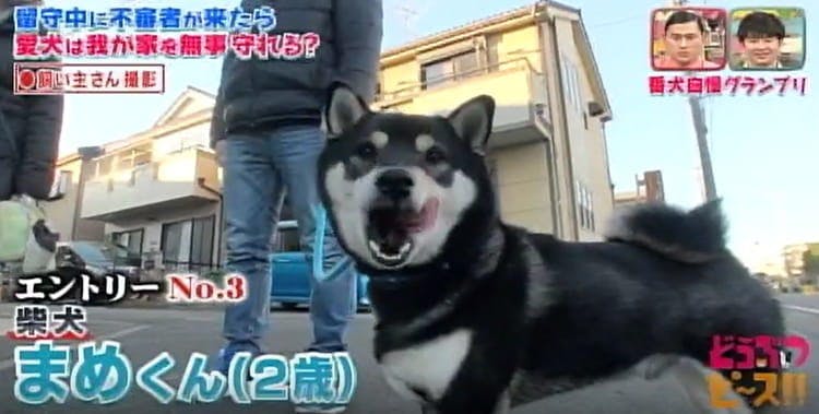 留守中に泥棒が侵入してきたら うちの子 番犬になれる どうぶつピース テレ東プラス