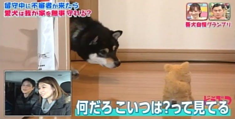 留守中に泥棒が侵入してきたら うちの子 番犬になれる どうぶつピース テレ東プラス