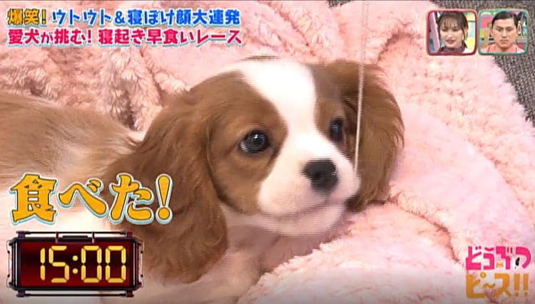 ウトウト 寝ぼけ顔大連発 爆睡するワンちゃんの目の前に大好物を吊るしたら どうぶつピース テレ東プラス