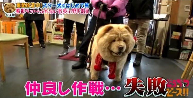 インスタで人気急上昇中のスター犬 モコモコのくり蔵くんが 生まれて初めての雪国でスノボに挑戦 どう テレ東プラス インスタで人気急上昇中のスター犬 モコモコのくり蔵くんが 生まれて初めての雪国でスノボに挑戦 どう テレ東プラス