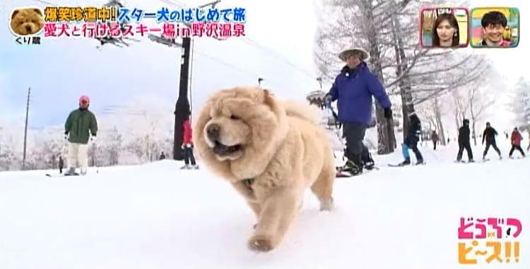 インスタで人気急上昇中のスター犬 モコモコのくり蔵くんが 生まれて初めての雪国でスノボに挑戦 どう テレ東プラス インスタで人気急上昇中のスター犬 モコモコのくり蔵くんが 生まれて初めての雪国でスノボに挑戦 どう テレ東プラス
