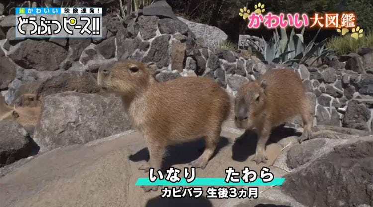 パンダの赤ちゃんが この後あられもない姿に どうぶつピース かわいい大図鑑 テレ東プラス