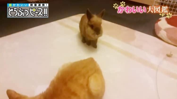 ネコにも似てるけど実はイヌ科 かわいいキタキツネの赤ちゃん どうぶつピース かわいい大図鑑 テレ東プラス ネコにも似てるけど実はイヌ科 かわいいキタキツネの赤ちゃん どうぶつピース かわいい大図鑑 テレ東プラス