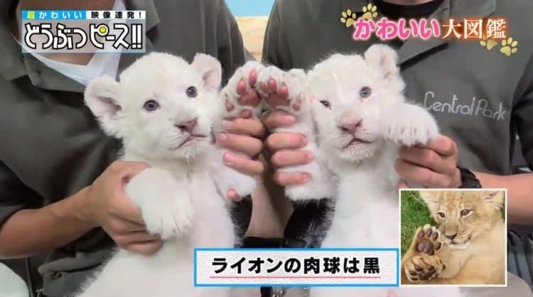 このプニプニがたまらない 双子のホワイトライオンの赤ちゃん どうぶつピース かわいい大図鑑 テレ東プラス