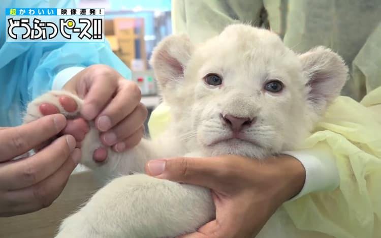 このプニプニがたまらない 双子のホワイトライオンの赤ちゃん どうぶつピース かわいい大図鑑 テレ東プラス このプニプニがたまらない 双子のホワイトライオンの赤ちゃん どうぶつピース かわいい大図鑑 テレ東プラス