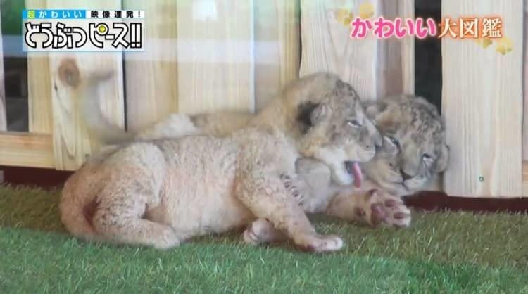 生まれたばかりのライオンの赤ちゃんに 動物園のボスもメロメロ