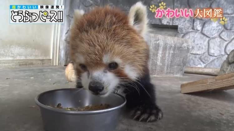 ギネス級の記録の持ち主 ぼく こう見えてすごいんです どうぶつピース かわいい大図鑑 テレ東プラス ギネス級の記録の持ち主 ぼく こう見えてすごいんです どうぶつピース かわいい大図鑑 テレ東プラス