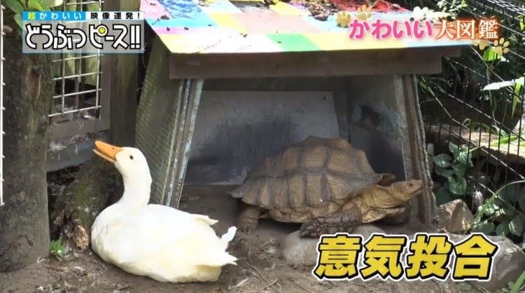 泳ぎがへたっぴな赤ちゃんペンギンに こわ い先輩から手荒い洗礼が どうぶつピース かわいい大図鑑 テレ東プラス