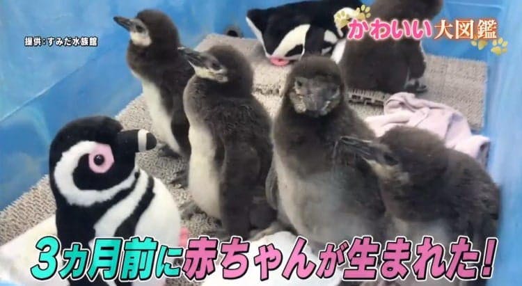 泳ぎがへたっぴな赤ちゃんペンギンに こわ い先輩から手荒い洗礼が どうぶつピース かわいい大図鑑 テレ東プラス