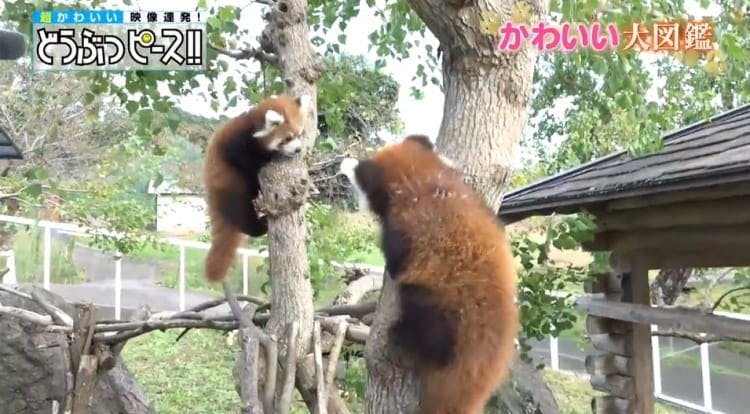 ジロジロ見ないでよ レッサーパンダの赤ちゃんが木登り初挑戦 どうぶつピース かわいい大図鑑 テレ東プラス