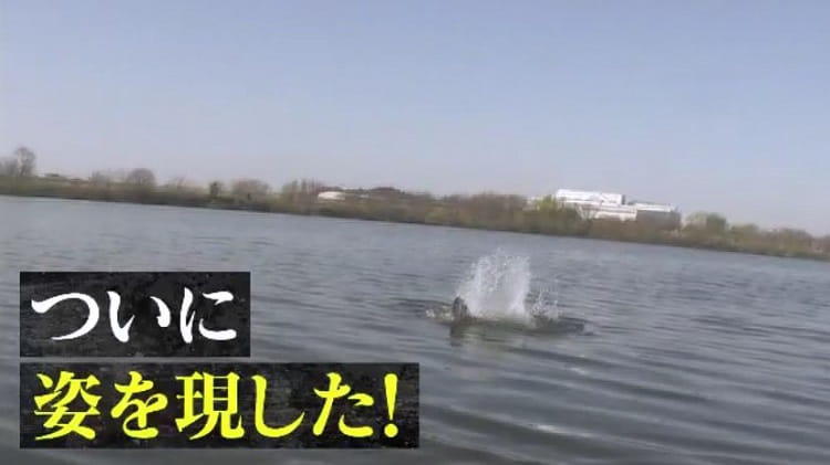 淵川涼様専用 （ヤバいぞ利根川！ 巨大な幻の怪魚捕獲に挑む120