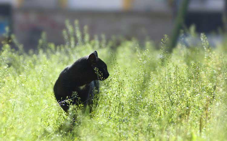 子宝に恵まれる」「夫婦仲がよくなる」という迷信も！ 黒猫はu201d魔法の猫 