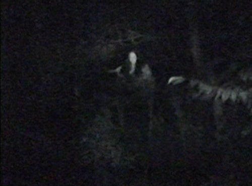 閲覧注意 最恐映像 見たな 深夜の森の肝試しで テレ東プラス