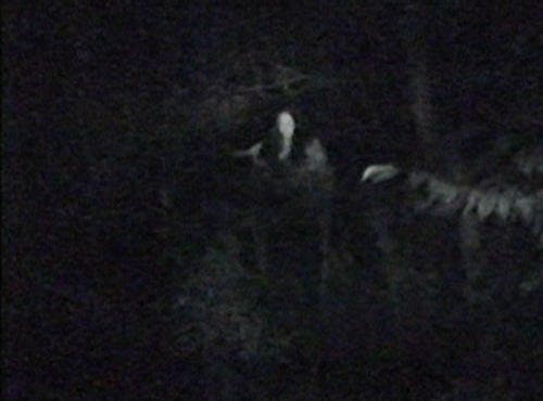 閲覧注意 最恐映像 見たな 深夜の森の肝試しで テレ東プラス 閲覧注意 最恐映像 見たな 深夜の森の肝試しで テレ東プラス