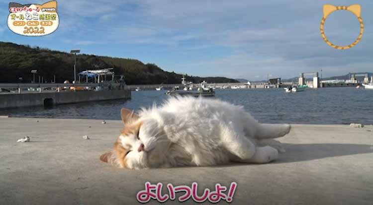 猫の楽園 島民60人 猫は130匹 猫神様 として大事にされる猫たちの生 テレ東プラス 猫の楽園 島民60人 猫は130匹 猫神様 として大事にされる猫たちの生 テレ東プラス