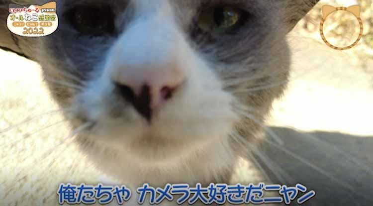 猫の楽園 島民60人 猫は130匹 猫神様 として大事にされる猫たちの生 テレ東プラス