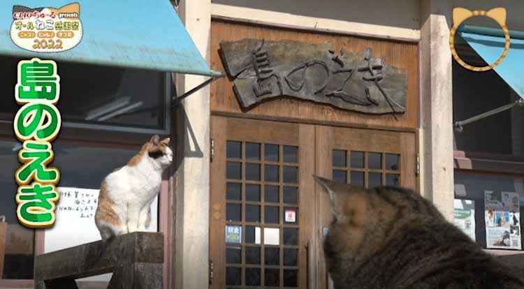 猫の楽園 島民60人 猫は130匹 猫神様 として大事にされる猫たちの生 テレ東プラス