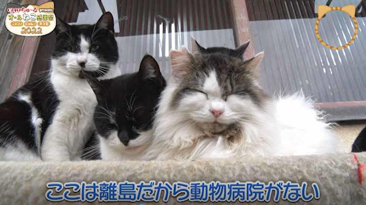 猫の楽園」島民60人、猫は130匹！”猫神様”として大事にされる猫たちの