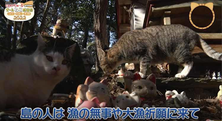猫の楽園」島民60人、猫は130匹！”猫神様”として大事にされる猫たちの