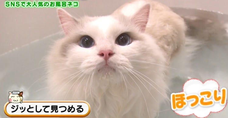 ポチたまペット大集合 かわいい猫が150匹 コレクション 2時間たっぷり癒しの猫だらけsp