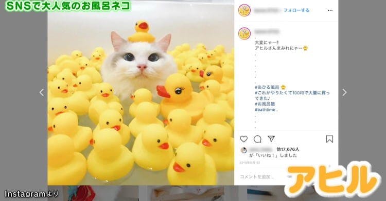 お風呂に入るネコ続出 Snsで話題 ラグドール の新作写真を大公開 ポチたま テレ東プラス お風呂に入るネコ続出 Snsで話題 ラグドール の新作写真を大公開 ポチたま テレ東プラス