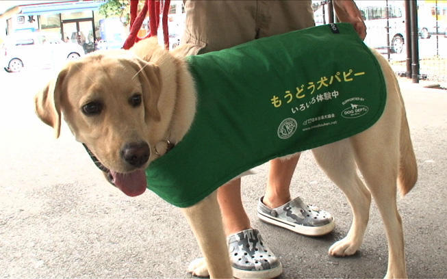 競泳日本代表監督 平井さんとパラリンピックを目指すキャリアチェンジ