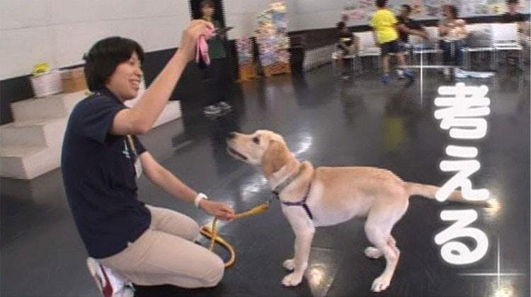 犬の困った 飛びつき を解消するには 盲導犬訓練から学ぶワンちゃんのしつけ テレ東プラス