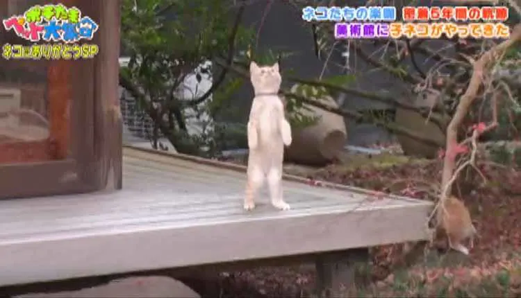 密着5年 ネコたちの美術館に2匹の子ネコがやってきた お外デビューできるかな ポチたま テレ東プラス