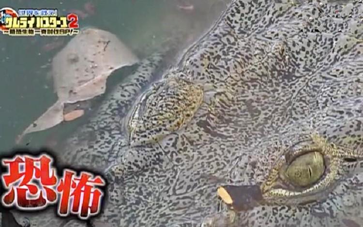 地球を食べるワニ 地球を食べるワニ I gave a whole bullfrog to a giant crocodile