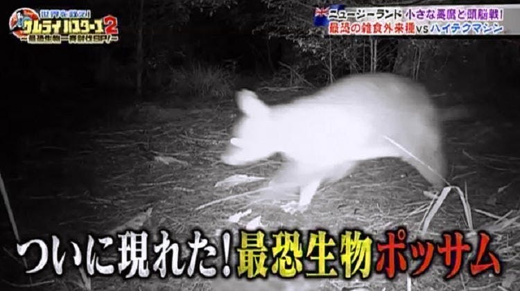 あなたの屋根裏も狙われるかも 小さな悪魔 ポッサムの正体 テレ東プラス