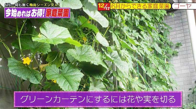 人気園芸家が勧める ベランダ キッチン菜園ベスト3 を紹介 ソクラテスのため息 テレ東プラス