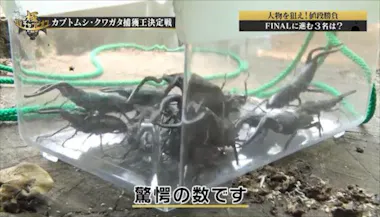 狙え大物！カブトムシやクワガタを甘い甘いハニートラップで捕獲大作戦 