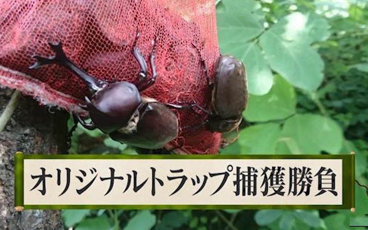 狙え大物！カブトムシやクワガタを甘い甘いハニートラップで捕獲