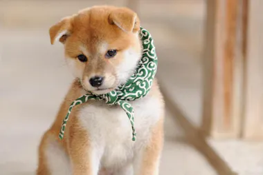 和風総本家＞豆助ファン必見！ 初代から20代目まで勢ぞろいのLINE 