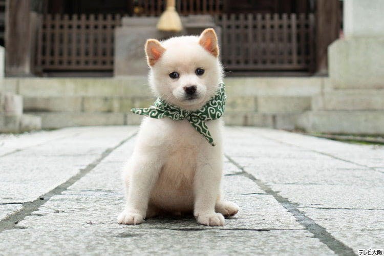 秘蔵写真満載二十三代目「豆助」は、初めての白柴犬！ 階段上りも、走るのもだ～い好き♪：二代目 和風総...｜テレ東プラス